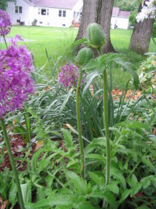 oriental_poppy_buds_and_allium_blooms
