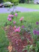 azalea_and_allium