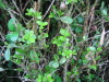 buxuscide_leaves_forming