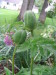 oriental_poppy_buds