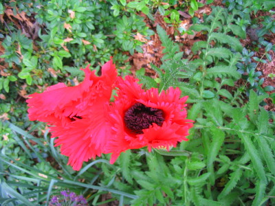 oriental_poppy_Oriental