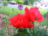 poppy_papaver_oriental