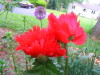 poppy_papaver_orientale