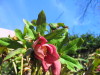 hellebore