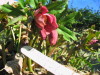 hellebore_hybrid