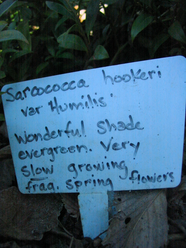 Sarcococca_hookeriana_var_humilis_tag