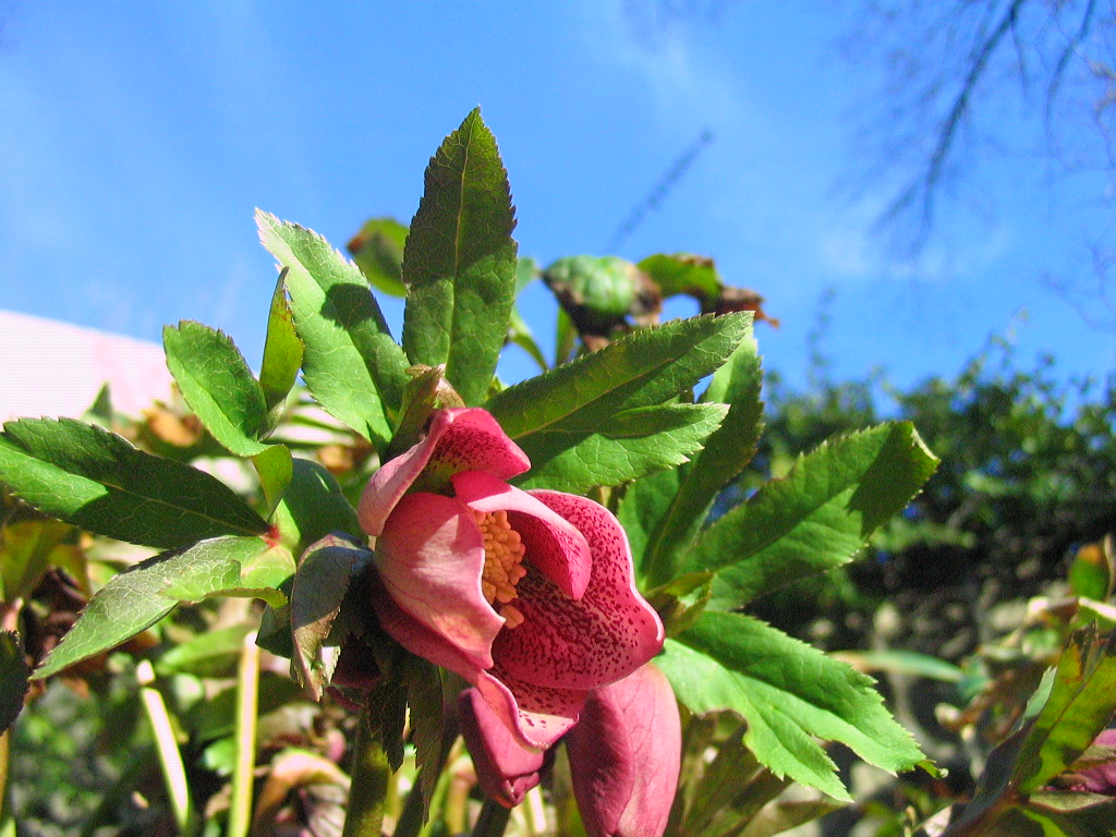 hellebore
