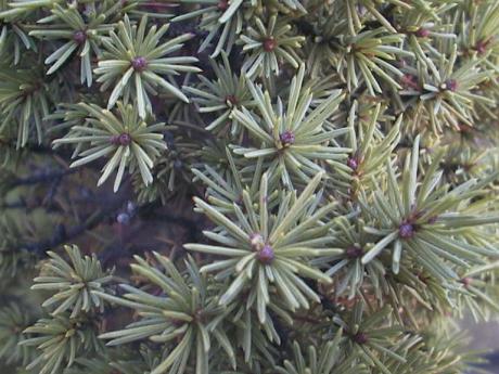deck_macro_tree