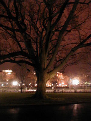 77grand_old_tree