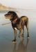 Tig_on_the_beach