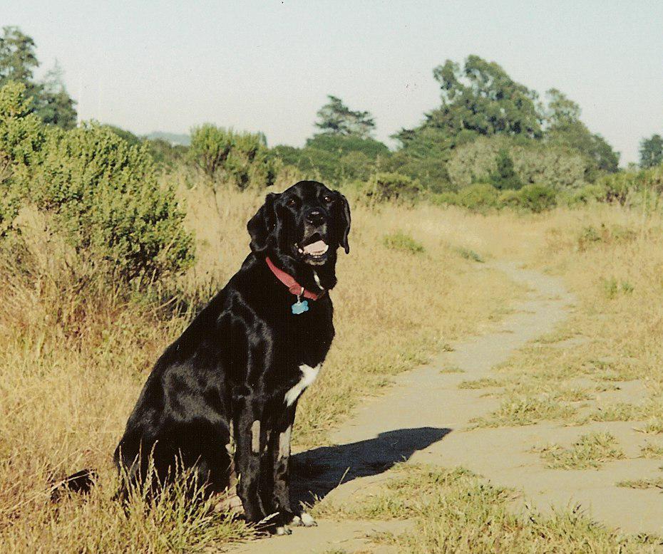 Tig_at_field