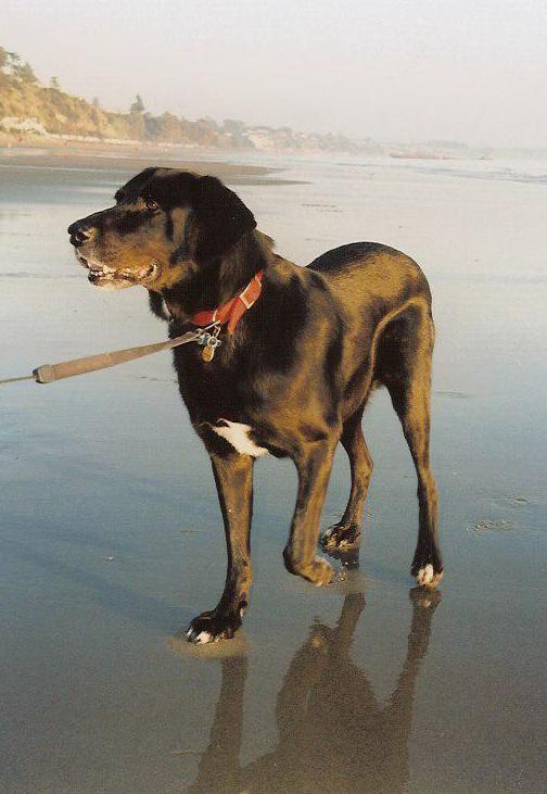 Tig_on_the_beach