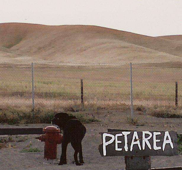 Tig_pet_area