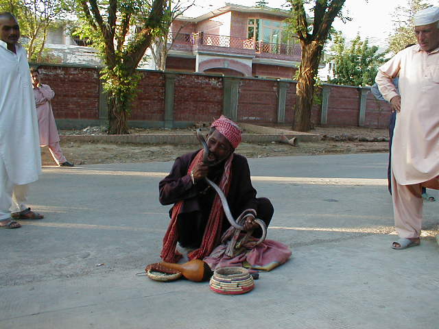 cobra_4